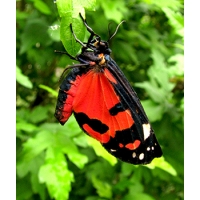 Scarlet Tiger Moth dominula 20 eggs Scarlet Tiger Moth dominula 20 eggs